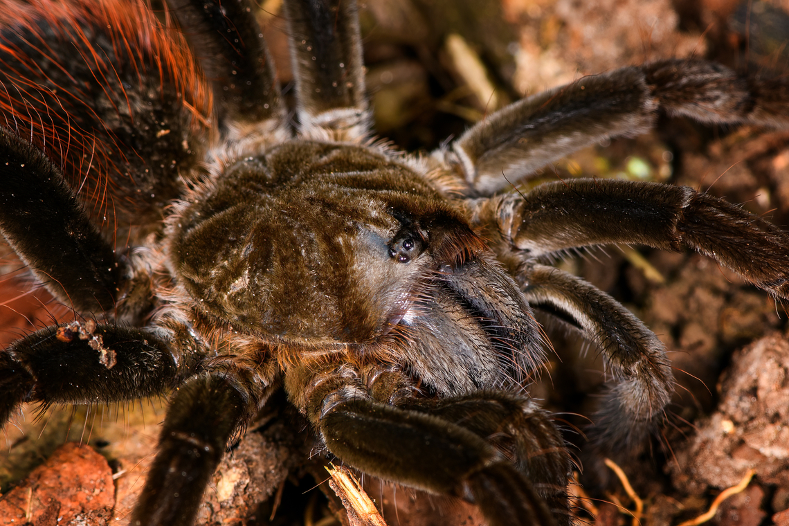 Ecuadorian Brown Velvet Tarantula - closeup, Sani Lodge, Ecuador <figure class="photo"><a href="https://www.jungledragon.com/image/130717/ecuadorian_brown_velvet_tarantula_sani_lodge_ecuador.html" title="Ecuadorian Brown Velvet Tarantula, Sani Lodge, Ecuador"><img src="https://s3.amazonaws.com/media.jungledragon.com/images/2/130717_thumb.jpg?AWSAccessKeyId=05GMT0V3GWVNE7GGM1R2&Expires=1759968010&Signature=2%2BsxoTyKVI%2Fr7geG7vNCBdq9FoU%3D" width="200" height="134" alt="Ecuadorian Brown Velvet Tarantula, Sani Lodge, Ecuador https://www.jungledragon.com/image/130718/ecuadorian_brown_velvet_tarantula_-_top_view_sani_lodge_ecuador.html<br />
https://www.jungledragon.com/image/130719/ecuadorian_brown_velvet_tarantula_-_closeup_sani_lodge_ecuador.html Ecuador,Ecuador 2021,Ecuadorian Brown Velvet Tarantula,Geotagged,Megaphobema velvetosoma,Sani Lodge,South America,Spring,World,Yasuni National Park" /></a></figure><br />
<figure class="photo"><a href="https://www.jungledragon.com/image/130718/ecuadorian_brown_velvet_tarantula_-_top_view_sani_lodge_ecuador.html" title="Ecuadorian Brown Velvet Tarantula - top view, Sani Lodge, Ecuador"><img src="https://s3.amazonaws.com/media.jungledragon.com/images/2/130718_thumb.jpg?AWSAccessKeyId=05GMT0V3GWVNE7GGM1R2&Expires=1759968010&Signature=5%2BVdgao%2BESk24i3wY7pAUaImuzw%3D" width="200" height="190" alt="Ecuadorian Brown Velvet Tarantula - top view, Sani Lodge, Ecuador https://www.jungledragon.com/image/130717/ecuadorian_brown_velvet_tarantula_sani_lodge_ecuador.html<br />
https://www.jungledragon.com/image/130719/ecuadorian_brown_velvet_tarantula_-_closeup_sani_lodge_ecuador.html Ecuador,Ecuador 2021,Ecuadorian Brown Velvet Tarantula,Geotagged,Megaphobema velvetosoma,Sani Lodge,South America,Spring,World,Yasuni National Park" /></a></figure> Ecuador,Ecuador 2021,Ecuadorian Brown Velvet Tarantula,Geotagged,Megaphobema velvetosoma,Sani Lodge,South America,Spring,World,Yasuni National Park