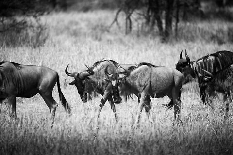 Closeup of Wildebeest herd, Great Migration, black and white  Africa,Blue wildebeest,Connochaetes taurinus,Tanzania,Tarangire,Tarangire National Park