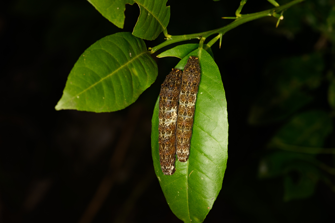 Ruby-spotted Swallowtail on leaf, Sani Lodge, Ecuador Many found on a single plant, it may be stripped of its leafs in a single night.<br />
<figure class="photo"><a href="https://www.jungledragon.com/image/130733/ruby-spotted_swallowtail_on_leaf_sani_lodge_ecuador.html" title="Ruby-spotted Swallowtail on leaf, Sani Lodge, Ecuador"><img src="https://s3.amazonaws.com/media.jungledragon.com/images/2/130733_thumb.jpg?AWSAccessKeyId=05GMT0V3GWVNE7GGM1R2&Expires=1759968010&Signature=xrq5vKMopqKy6iXwPrOTHVGDwkw%3D" width="104" height="152" alt="Ruby-spotted Swallowtail on leaf, Sani Lodge, Ecuador Many found on a single plant, it may be stripped of its leafs in a single night.<br />
https://www.jungledragon.com/image/130732/caterpillars_on_leaf_sani_lodge_ecuador.html Ecuador,Ecuador 2021,Geotagged,Papilio anchisiades,Ruby-spotted Swallowtail,Sani Lodge,South America,Spring,World,Yasuni National Park" /></a></figure> Ecuador,Ecuador 2021,Geotagged,Papilio anchisiades,Ruby-spotted Swallowtail,Sani Lodge,South America,Spring,World,Yasuni National Park