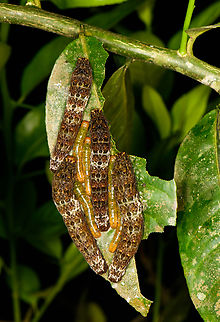 Ruby-spotted Swallowtail on leaf, Sani Lodge, Ecuador Many found on a single plant, it may be stripped of its leafs in a single night.
https://www.jungledragon.com/image/130732/caterpillars_on_leaf_sani_lodge_ecuador.html Ecuador,Ecuador 2021,Geotagged,Papilio anchisiades,Ruby-spotted Swallowtail,Sani Lodge,South America,Spring,World,Yasuni National Park