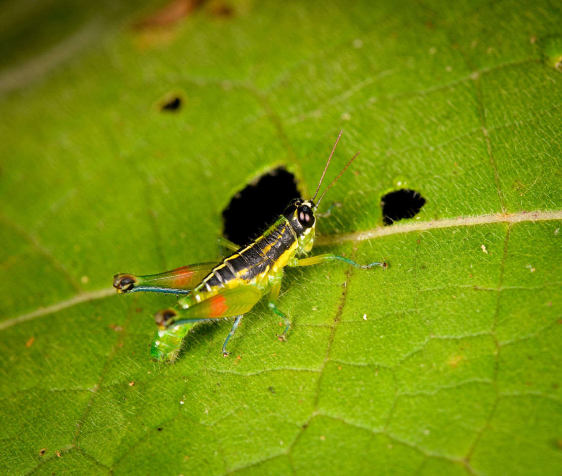 Liebermannacris dorsualis - side view, Sani Lodge, Ecuador <figure class="photo"><a href="https://www.jungledragon.com/image/130736/liebermannacris_dorsualis_sani_lodge_ecuador.html" title="Liebermannacris dorsualis, Sani Lodge, Ecuador"><img src="https://s3.amazonaws.com/media.jungledragon.com/images/2/130736_thumb.jpg?AWSAccessKeyId=05GMT0V3GWVNE7GGM1R2&Expires=1763596810&Signature=A0joa0KS8nIY91kKlXIIeNsdB4M%3D" width="140" height="152" alt="Liebermannacris dorsualis, Sani Lodge, Ecuador https://www.jungledragon.com/image/130735/liebermannacris_dorsualis_-_side_view_sani_lodge_ecuador.html Ecuador,Ecuador 2021,Geotagged,Liebermannacris dorsualis,Sani Lodge,South America,Spring,World,Yasuni National Park" /></a></figure> Ecuador,Ecuador 2021,Geotagged,Liebermannacris dorsualis,Sani Lodge,South America,Spring,World,Yasuni National Park