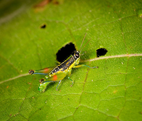 Liebermannacris dorsualis - side view, Sani Lodge, Ecuador https://www.jungledragon.com/image/130736/liebermannacris_dorsualis_sani_lodge_ecuador.html Ecuador,Ecuador 2021,Geotagged,Liebermannacris dorsualis,Sani Lodge,South America,Spring,World,Yasuni National Park