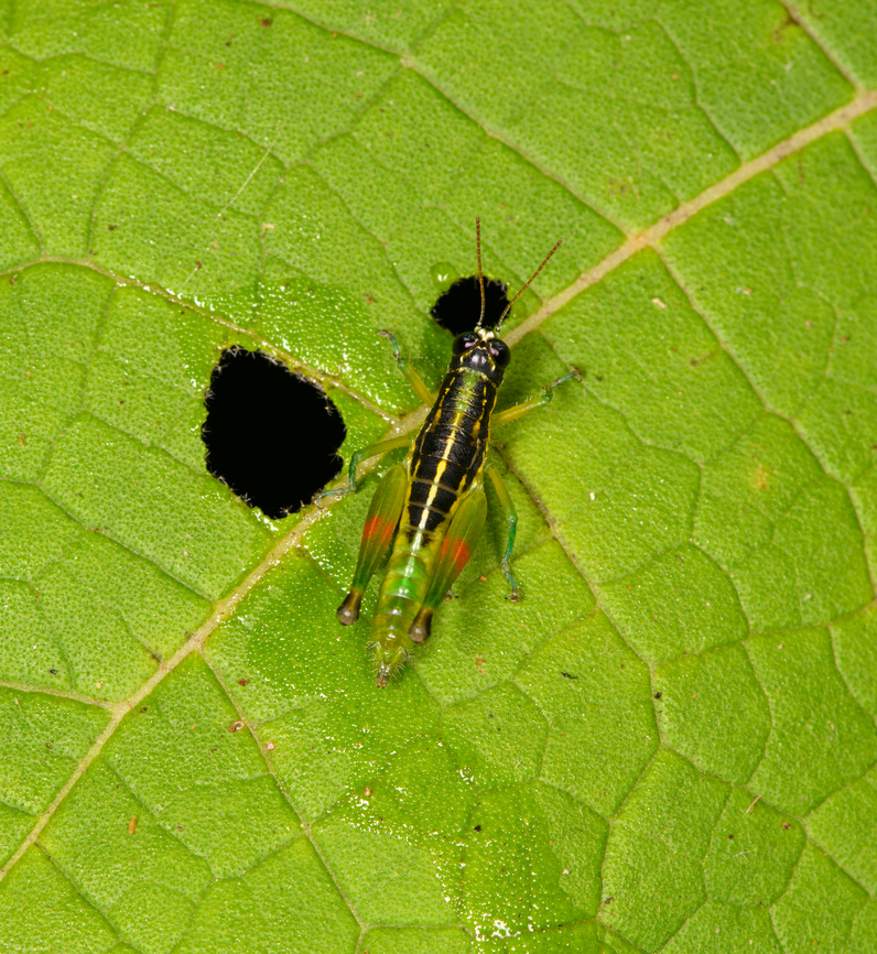 Liebermannacris dorsualis, Sani Lodge, Ecuador <figure class="photo"><a href="https://www.jungledragon.com/image/130735/liebermannacris_dorsualis_-_side_view_sani_lodge_ecuador.html" title="Liebermannacris dorsualis - side view, Sani Lodge, Ecuador"><img src="https://s3.amazonaws.com/media.jungledragon.com/images/2/130735_thumb.jpg?AWSAccessKeyId=05GMT0V3GWVNE7GGM1R2&Expires=1763596810&Signature=va64igoU8DKZ6zBrXaC1dDjpJZM%3D" width="200" height="170" alt="Liebermannacris dorsualis - side view, Sani Lodge, Ecuador https://www.jungledragon.com/image/130736/liebermannacris_dorsualis_sani_lodge_ecuador.html Ecuador,Ecuador 2021,Geotagged,Liebermannacris dorsualis,Sani Lodge,South America,Spring,World,Yasuni National Park" /></a></figure> Ecuador,Ecuador 2021,Geotagged,Liebermannacris dorsualis,Sani Lodge,South America,Spring,World,Yasuni National Park