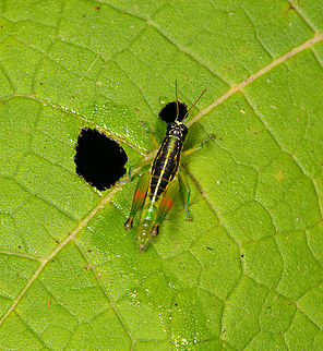 Liebermannacris dorsualis, Sani Lodge, Ecuador https://www.jungledragon.com/image/130735/liebermannacris_dorsualis_-_side_view_sani_lodge_ecuador.html Ecuador,Ecuador 2021,Geotagged,Liebermannacris dorsualis,Sani Lodge,South America,Spring,World,Yasuni National Park
