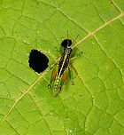 Liebermannacris dorsualis, Sani Lodge, Ecuador https://www.jungledragon.com/image/130735/liebermannacris_dorsualis_-_side_view_sani_lodge_ecuador.html Ecuador,Ecuador 2021,Geotagged,Liebermannacris dorsualis,Sani Lodge,South America,Spring,World,Yasuni National Park