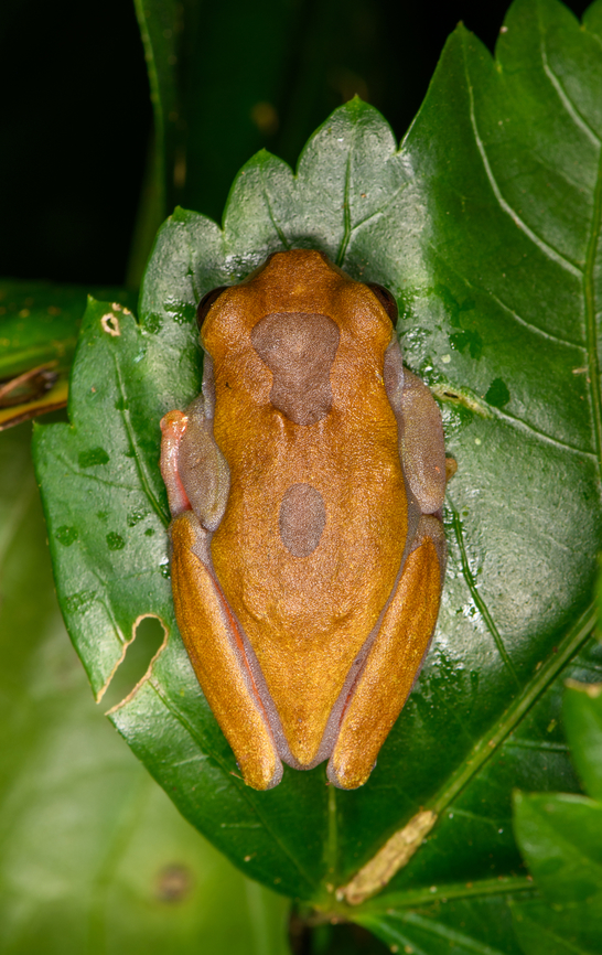 Variable Clown Tree Frog, Sani Lodge, Ecuador ID verified by expert. When you search for photos of this species (which are indeed extremely variable) it looks like I managed to photograph the absolute dullest individual ever.<br />
<figure class="photo"><a href="https://www.jungledragon.com/image/130740/variable_clown_tree_frog_-_side_view_sani_lodge_ecuador.html" title="Variable Clown Tree Frog - side view, Sani Lodge, Ecuador"><img src="https://s3.amazonaws.com/media.jungledragon.com/images/2/130740_thumb.jpg?AWSAccessKeyId=05GMT0V3GWVNE7GGM1R2&Expires=1759968010&Signature=bgHM6Oa1kdL0qZz2fKp5xAxwQmA%3D" width="200" height="146" alt="Variable Clown Tree Frog - side view, Sani Lodge, Ecuador ID verified by expert. When you search for photos of this species (which are indeed extremely variable) it looks like I managed to photograph the absolute dullest individual ever.<br />
https://www.jungledragon.com/image/130739/variable_clown_tree_frog_sani_lodge_ecuador.html Dendropsophus triangulum,Ecuador,Ecuador 2021,Geotagged,Sani Lodge,South America,Spring,World,Yasuni National Park" /></a></figure> Dendropsophus triangulum,Ecuador,Ecuador 2021,Geotagged,Sani Lodge,South America,Spring,Variable Clown Tree Frog,World,Yasuni National Park
