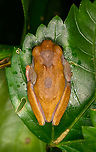 Variable Clown Tree Frog, Sani Lodge, Ecuador ID verified by expert. When you search for photos of this species (which are indeed extremely variable) it looks like I managed to photograph the absolute dullest individual ever.<br />
https://www.jungledragon.com/image/130740/variable_clown_tree_frog_-_side_view_sani_lodge_ecuador.html Dendropsophus triangulum,Ecuador,Ecuador 2021,Geotagged,Sani Lodge,South America,Spring,Variable Clown Tree Frog,World,Yasuni National Park