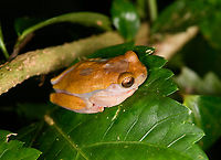 Variable Clown Tree Frog - side view, Sani Lodge, Ecuador ID verified by expert. When you search for photos of this species (which are indeed extremely variable) it looks like I managed to photograph the absolute dullest individual ever.<br />
https://www.jungledragon.com/image/130739/variable_clown_tree_frog_sani_lodge_ecuador.html Dendropsophus triangulum,Ecuador,Ecuador 2021,Geotagged,Sani Lodge,South America,Spring,World,Yasuni National Park