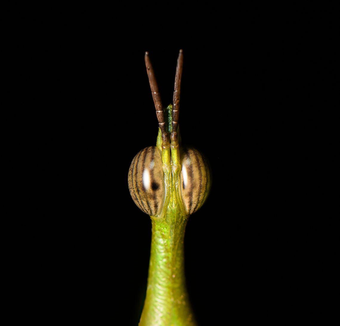 Paraproscopia riedei - eyes, Sani Lodge, Ecuador Nature finally did it! It evolved the perfect creature.<br />
<figure class="photo"><a href="https://www.jungledragon.com/image/130744/paraproscopia_riedei_sani_lodge_ecuador.html" title="Paraproscopia riedei, Sani Lodge, Ecuador"><img src="https://s3.amazonaws.com/media.jungledragon.com/images/2/130744_thumb.jpg?AWSAccessKeyId=05GMT0V3GWVNE7GGM1R2&Expires=1763596810&Signature=A4opaTSz1NaPLaxnAtvv5QVjf3A%3D" width="200" height="142" alt="Paraproscopia riedei, Sani Lodge, Ecuador Nature finally did it! It evolved the perfect creature.<br />
https://www.jungledragon.com/image/130743/paraproscopia_riedei_-_frontal_sani_lodge_ecuador.html<br />
https://www.jungledragon.com/image/130742/paraproscopia_riedei_-_portrait_sani_lodge_ecuador.html<br />
https://www.jungledragon.com/image/130741/paraproscopia_riedei_-_eyes_sani_lodge_ecuador.html<br />
Its simple-minded cousin from Colombia:<br />
<br />
https://www.jungledragon.com/image/69492/stick_grasshopper_apioscelis_bulbosa_-_frontal_orito_colombia.html Ecuador,Ecuador 2021,Geotagged,Paraproscopia riedei,Sani Lodge,South America,Spring,World,Yasuni National Park" /></a></figure><br />
<figure class="photo"><a href="https://www.jungledragon.com/image/130743/paraproscopia_riedei_-_frontal_sani_lodge_ecuador.html" title="Paraproscopia riedei - frontal, Sani Lodge, Ecuador"><img src="https://s3.amazonaws.com/media.jungledragon.com/images/2/130743_thumb.jpg?AWSAccessKeyId=05GMT0V3GWVNE7GGM1R2&Expires=1763596810&Signature=I%2FVMvJSsyiW6Ii%2FVOyq%2Fewh6JsA%3D" width="200" height="192" alt="Paraproscopia riedei - frontal, Sani Lodge, Ecuador Nature finally did it! It evolved the perfect creature.<br />
https://www.jungledragon.com/image/130744/paraproscopia_riedei_sani_lodge_ecuador.html<br />
https://www.jungledragon.com/image/130742/paraproscopia_riedei_-_portrait_sani_lodge_ecuador.html<br />
https://www.jungledragon.com/image/130741/paraproscopia_riedei_-_eyes_sani_lodge_ecuador.html<br />
Its simple-minded cousin from Colombia:<br />
<br />
https://www.jungledragon.com/image/69492/stick_grasshopper_apioscelis_bulbosa_-_frontal_orito_colombia.html Ecuador,Ecuador 2021,Geotagged,Paraproscopia riedei,Sani Lodge,South America,Spring,World,Yasuni National Park" /></a></figure><br />
<figure class="photo"><a href="https://www.jungledragon.com/image/130742/paraproscopia_riedei_-_portrait_sani_lodge_ecuador.html" title="Paraproscopia riedei - portrait, Sani Lodge, Ecuador"><img src="https://s3.amazonaws.com/media.jungledragon.com/images/2/130742_thumb.jpg?AWSAccessKeyId=05GMT0V3GWVNE7GGM1R2&Expires=1763596810&Signature=aN09UHYj6wKdVx9VzYIyG%2FE3QHI%3D" width="200" height="196" alt="Paraproscopia riedei - portrait, Sani Lodge, Ecuador Nature finally did it! It evolved the perfect creature.<br />
https://www.jungledragon.com/image/130744/paraproscopia_riedei_sani_lodge_ecuador.html<br />
https://www.jungledragon.com/image/130743/paraproscopia_riedei_-_frontal_sani_lodge_ecuador.html<br />
https://www.jungledragon.com/image/130741/paraproscopia_riedei_-_eyes_sani_lodge_ecuador.html<br />
Its simple-minded cousin from Colombia:<br />
<br />
https://www.jungledragon.com/image/69492/stick_grasshopper_apioscelis_bulbosa_-_frontal_orito_colombia.html Ecuador,Ecuador 2021,Geotagged,Paraproscopia riedei,Sani Lodge,South America,Spring,World,Yasuni National Park" /></a></figure><br />
Its simple-minded cousin from Colombia:<br />
<br />
<figure class="photo"><a href="https://www.jungledragon.com/image/69492/stick_grasshopper_apioscelis_bulbosa_-_frontal_orito_colombia.html" title="Stick Grasshopper (Apioscelis bulbosa) - frontal, Orito, Colombia"><img src="https://s3.amazonaws.com/media.jungledragon.com/images/2/69492_thumb.jpg?AWSAccessKeyId=05GMT0V3GWVNE7GGM1R2&Expires=1763596810&Signature=XcMajtt0xFOKjqcTdxNKtb9I6i4%3D" width="200" height="162" alt="Stick Grasshopper (Apioscelis bulbosa) - frontal, Orito, Colombia Second stick grasshopper we found on this hike. It looks hilarious, so please enjoy these angles:<br />
https://www.jungledragon.com/image/69491/stick_grasshopper_apioscelis_bulbosa_-_neck_and_head_orito_colombia.html<br />
https://www.jungledragon.com/image/69494/stick_grasshopper_apioscelis_bulbosa_-_full_body_orito_colombia.html<br />
https://www.jungledragon.com/image/69493/stick_grasshopper_apioscelis_bulbosa_-_face_orito_colombia.html<br />
<br />
Note the lack of wings. Here was the earlier observation:<br />
<br />
https://www.jungledragon.com/image/69272/stick_grasshopper_apioscelis_bulbosa_orito_colombia.html<br />
<br />
 Apioscelis bulbosa,Colombia,Colombia 2018,Colombia South,Orito,Putumayo,South America,World" /></a></figure> Ecuador,Ecuador 2021,Geotagged,Paraproscopia riedei,Sani Lodge,South America,Spring,World,Yasuni National Park