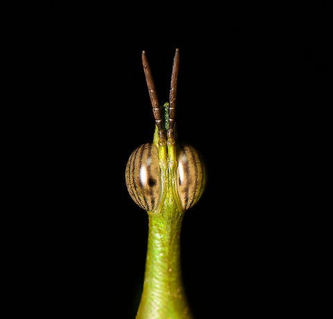 Paraproscopia riedei - eyes, Sani Lodge, Ecuador Nature finally did it! It evolved the perfect creature.
https://www.jungledragon.com/image/130744/paraproscopia_riedei_sani_lodge_ecuador.html
https://www.jungledragon.com/image/130743/paraproscopia_riedei_-_frontal_sani_lodge_ecuador.html
https://www.jungledragon.com/image/130742/paraproscopia_riedei_-_portrait_sani_lodge_ecuador.html
Its simple-minded cousin from Colombia:

https://www.jungledragon.com/image/69492/stick_grasshopper_apioscelis_bulbosa_-_frontal_orito_colombia.html Ecuador,Ecuador 2021,Geotagged,Paraproscopia riedei,Sani Lodge,South America,Spring,World,Yasuni National Park