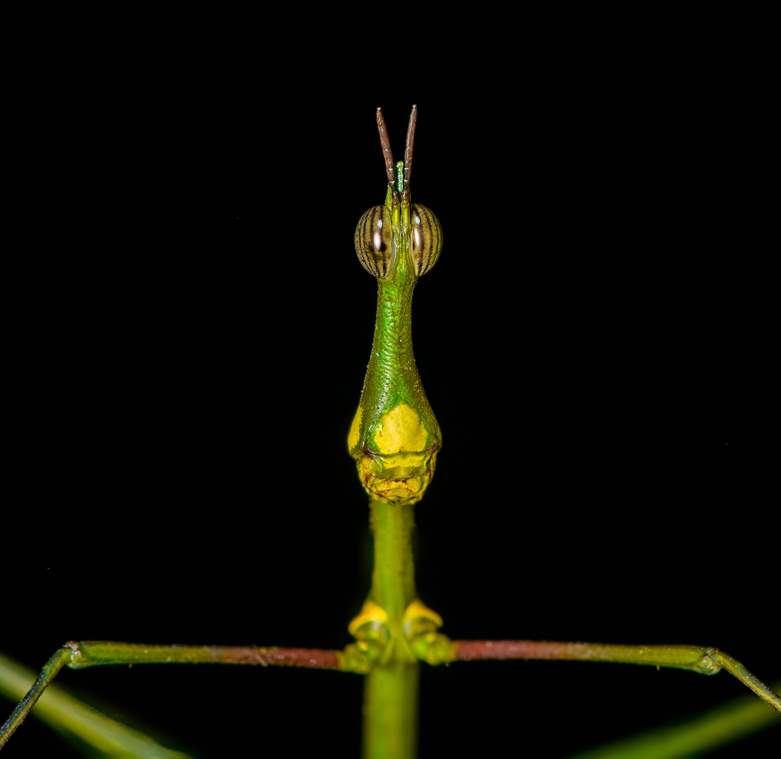 Paraproscopia riedei - portrait, Sani Lodge, Ecuador Nature finally did it! It evolved the perfect creature.<br />
<figure class="photo"><a href="https://www.jungledragon.com/image/130744/paraproscopia_riedei_sani_lodge_ecuador.html" title="Paraproscopia riedei, Sani Lodge, Ecuador"><img src="https://s3.amazonaws.com/media.jungledragon.com/images/2/130744_thumb.jpg?AWSAccessKeyId=05GMT0V3GWVNE7GGM1R2&Expires=1759968010&Signature=t7%2Bv%2BYz7aLUCReFFvqnsbmvoEpQ%3D" width="200" height="142" alt="Paraproscopia riedei, Sani Lodge, Ecuador Nature finally did it! It evolved the perfect creature.<br />
https://www.jungledragon.com/image/130743/paraproscopia_riedei_-_frontal_sani_lodge_ecuador.html<br />
https://www.jungledragon.com/image/130742/paraproscopia_riedei_-_portrait_sani_lodge_ecuador.html<br />
https://www.jungledragon.com/image/130741/paraproscopia_riedei_-_eyes_sani_lodge_ecuador.html<br />
Its simple-minded cousin from Colombia:<br />
<br />
https://www.jungledragon.com/image/69492/stick_grasshopper_apioscelis_bulbosa_-_frontal_orito_colombia.html Ecuador,Ecuador 2021,Geotagged,Paraproscopia riedei,Sani Lodge,South America,Spring,World,Yasuni National Park" /></a></figure><br />
<figure class="photo"><a href="https://www.jungledragon.com/image/130743/paraproscopia_riedei_-_frontal_sani_lodge_ecuador.html" title="Paraproscopia riedei - frontal, Sani Lodge, Ecuador"><img src="https://s3.amazonaws.com/media.jungledragon.com/images/2/130743_thumb.jpg?AWSAccessKeyId=05GMT0V3GWVNE7GGM1R2&Expires=1759968010&Signature=HgUB7d5kiGgz%2Fd7eZS%2BQ2l4cbDs%3D" width="200" height="192" alt="Paraproscopia riedei - frontal, Sani Lodge, Ecuador Nature finally did it! It evolved the perfect creature.<br />
https://www.jungledragon.com/image/130744/paraproscopia_riedei_sani_lodge_ecuador.html<br />
https://www.jungledragon.com/image/130742/paraproscopia_riedei_-_portrait_sani_lodge_ecuador.html<br />
https://www.jungledragon.com/image/130741/paraproscopia_riedei_-_eyes_sani_lodge_ecuador.html<br />
Its simple-minded cousin from Colombia:<br />
<br />
https://www.jungledragon.com/image/69492/stick_grasshopper_apioscelis_bulbosa_-_frontal_orito_colombia.html Ecuador,Ecuador 2021,Geotagged,Paraproscopia riedei,Sani Lodge,South America,Spring,World,Yasuni National Park" /></a></figure><br />
<figure class="photo"><a href="https://www.jungledragon.com/image/130741/paraproscopia_riedei_-_eyes_sani_lodge_ecuador.html" title="Paraproscopia riedei - eyes, Sani Lodge, Ecuador"><img src="https://s3.amazonaws.com/media.jungledragon.com/images/2/130741_thumb.jpg?AWSAccessKeyId=05GMT0V3GWVNE7GGM1R2&Expires=1759968010&Signature=0kmx787lhHH4MUs4M9AvjptwCg0%3D" width="200" height="194" alt="Paraproscopia riedei - eyes, Sani Lodge, Ecuador Nature finally did it! It evolved the perfect creature.<br />
https://www.jungledragon.com/image/130744/paraproscopia_riedei_sani_lodge_ecuador.html<br />
https://www.jungledragon.com/image/130743/paraproscopia_riedei_-_frontal_sani_lodge_ecuador.html<br />
https://www.jungledragon.com/image/130742/paraproscopia_riedei_-_portrait_sani_lodge_ecuador.html<br />
Its simple-minded cousin from Colombia:<br />
<br />
https://www.jungledragon.com/image/69492/stick_grasshopper_apioscelis_bulbosa_-_frontal_orito_colombia.html Ecuador,Ecuador 2021,Geotagged,Paraproscopia riedei,Sani Lodge,South America,Spring,World,Yasuni National Park" /></a></figure><br />
Its simple-minded cousin from Colombia:<br />
<br />
<figure class="photo"><a href="https://www.jungledragon.com/image/69492/stick_grasshopper_apioscelis_bulbosa_-_frontal_orito_colombia.html" title="Stick Grasshopper (Apioscelis bulbosa) - frontal, Orito, Colombia"><img src="https://s3.amazonaws.com/media.jungledragon.com/images/2/69492_thumb.jpg?AWSAccessKeyId=05GMT0V3GWVNE7GGM1R2&Expires=1759968010&Signature=Fe24NR3InHWxIE6OQogVJ6Qo%2Fqo%3D" width="200" height="162" alt="Stick Grasshopper (Apioscelis bulbosa) - frontal, Orito, Colombia Second stick grasshopper we found on this hike. It looks hilarious, so please enjoy these angles:<br />
https://www.jungledragon.com/image/69491/stick_grasshopper_apioscelis_bulbosa_-_neck_and_head_orito_colombia.html<br />
https://www.jungledragon.com/image/69494/stick_grasshopper_apioscelis_bulbosa_-_full_body_orito_colombia.html<br />
https://www.jungledragon.com/image/69493/stick_grasshopper_apioscelis_bulbosa_-_face_orito_colombia.html<br />
<br />
Note the lack of wings. Here was the earlier observation:<br />
<br />
https://www.jungledragon.com/image/69272/stick_grasshopper_apioscelis_bulbosa_orito_colombia.html<br />
<br />
 Apioscelis bulbosa,Colombia,Colombia 2018,Colombia South,Orito,Putumayo,South America,World" /></a></figure> Ecuador,Ecuador 2021,Geotagged,Paraproscopia riedei,Sani Lodge,South America,Spring,World,Yasuni National Park