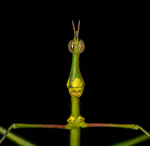Paraproscopia riedei - portrait, Sani Lodge, Ecuador Nature finally did it! It evolved the perfect creature.
https://www.jungledragon.com/image/130744/paraproscopia_riedei_sani_lodge_ecuador.html
https://www.jungledragon.com/image/130743/paraproscopia_riedei_-_frontal_sani_lodge_ecuador.html
https://www.jungledragon.com/image/130741/paraproscopia_riedei_-_eyes_sani_lodge_ecuador.html
Its simple-minded cousin from Colombia:

https://www.jungledragon.com/image/69492/stick_grasshopper_apioscelis_bulbosa_-_frontal_orito_colombia.html Ecuador,Ecuador 2021,Geotagged,Paraproscopia riedei,Sani Lodge,South America,Spring,World,Yasuni National Park