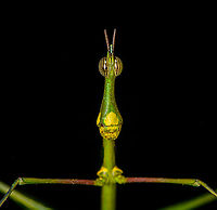 Paraproscopia riedei - portrait, Sani Lodge, Ecuador Nature finally did it! It evolved the perfect creature.<br />
https://www.jungledragon.com/image/130744/paraproscopia_riedei_sani_lodge_ecuador.html<br />
https://www.jungledragon.com/image/130743/paraproscopia_riedei_-_frontal_sani_lodge_ecuador.html<br />
https://www.jungledragon.com/image/130741/paraproscopia_riedei_-_eyes_sani_lodge_ecuador.html<br />
Its simple-minded cousin from Colombia:<br />
<br />
https://www.jungledragon.com/image/69492/stick_grasshopper_apioscelis_bulbosa_-_frontal_orito_colombia.html Ecuador,Ecuador 2021,Geotagged,Paraproscopia riedei,Sani Lodge,South America,Spring,World,Yasuni National Park