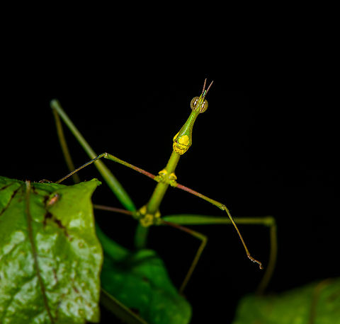 Paraproscopia riedei - frontal, Sani Lodge, Ecuador Nature finally did it! It evolved the perfect creature.
https://www.jungledragon.com/image/130744/paraproscopia_riedei_sani_lodge_ecuador.html
https://www.jungledragon.com/image/130742/paraproscopia_riedei_-_portrait_sani_lodge_ecuador.html
https://www.jungledragon.com/image/130741/paraproscopia_riedei_-_eyes_sani_lodge_ecuador.html
Its simple-minded cousin from Colombia:

https://www.jungledragon.com/image/69492/stick_grasshopper_apioscelis_bulbosa_-_frontal_orito_colombia.html Ecuador,Ecuador 2021,Geotagged,Paraproscopia riedei,Sani Lodge,South America,Spring,World,Yasuni National Park