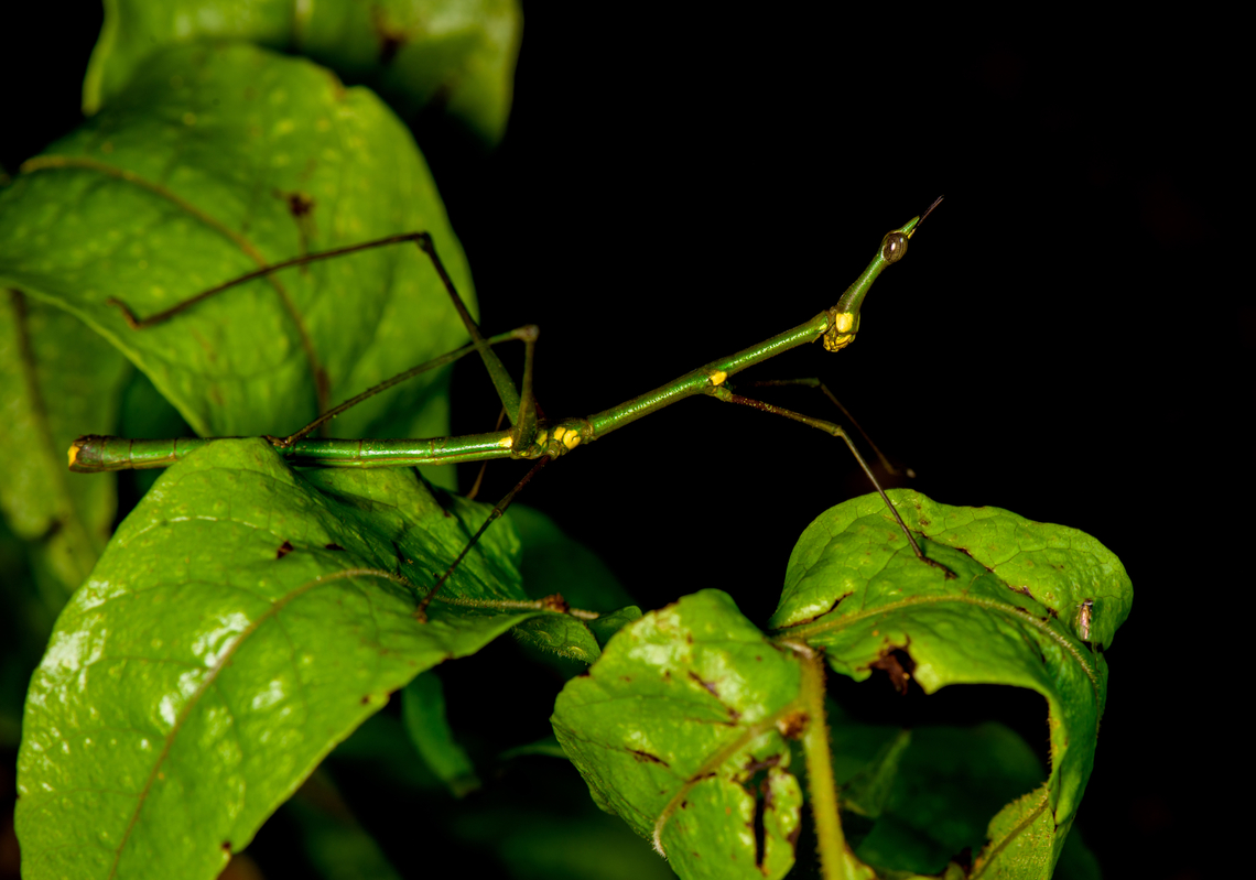 Paraproscopia riedei, Sani Lodge, Ecuador Nature finally did it! It evolved the perfect creature.<br />
<figure class="photo"><a href="https://www.jungledragon.com/image/130743/paraproscopia_riedei_-_frontal_sani_lodge_ecuador.html" title="Paraproscopia riedei - frontal, Sani Lodge, Ecuador"><img src="https://s3.amazonaws.com/media.jungledragon.com/images/2/130743_thumb.jpg?AWSAccessKeyId=05GMT0V3GWVNE7GGM1R2&Expires=1759968010&Signature=HgUB7d5kiGgz%2Fd7eZS%2BQ2l4cbDs%3D" width="200" height="192" alt="Paraproscopia riedei - frontal, Sani Lodge, Ecuador Nature finally did it! It evolved the perfect creature.<br />
https://www.jungledragon.com/image/130744/paraproscopia_riedei_sani_lodge_ecuador.html<br />
https://www.jungledragon.com/image/130742/paraproscopia_riedei_-_portrait_sani_lodge_ecuador.html<br />
https://www.jungledragon.com/image/130741/paraproscopia_riedei_-_eyes_sani_lodge_ecuador.html<br />
Its simple-minded cousin from Colombia:<br />
<br />
https://www.jungledragon.com/image/69492/stick_grasshopper_apioscelis_bulbosa_-_frontal_orito_colombia.html Ecuador,Ecuador 2021,Geotagged,Paraproscopia riedei,Sani Lodge,South America,Spring,World,Yasuni National Park" /></a></figure><br />
<figure class="photo"><a href="https://www.jungledragon.com/image/130742/paraproscopia_riedei_-_portrait_sani_lodge_ecuador.html" title="Paraproscopia riedei - portrait, Sani Lodge, Ecuador"><img src="https://s3.amazonaws.com/media.jungledragon.com/images/2/130742_thumb.jpg?AWSAccessKeyId=05GMT0V3GWVNE7GGM1R2&Expires=1759968010&Signature=ySbqecsa9kzjSvd5xqEJsGaKPy4%3D" width="200" height="196" alt="Paraproscopia riedei - portrait, Sani Lodge, Ecuador Nature finally did it! It evolved the perfect creature.<br />
https://www.jungledragon.com/image/130744/paraproscopia_riedei_sani_lodge_ecuador.html<br />
https://www.jungledragon.com/image/130743/paraproscopia_riedei_-_frontal_sani_lodge_ecuador.html<br />
https://www.jungledragon.com/image/130741/paraproscopia_riedei_-_eyes_sani_lodge_ecuador.html<br />
Its simple-minded cousin from Colombia:<br />
<br />
https://www.jungledragon.com/image/69492/stick_grasshopper_apioscelis_bulbosa_-_frontal_orito_colombia.html Ecuador,Ecuador 2021,Geotagged,Paraproscopia riedei,Sani Lodge,South America,Spring,World,Yasuni National Park" /></a></figure><br />
<figure class="photo"><a href="https://www.jungledragon.com/image/130741/paraproscopia_riedei_-_eyes_sani_lodge_ecuador.html" title="Paraproscopia riedei - eyes, Sani Lodge, Ecuador"><img src="https://s3.amazonaws.com/media.jungledragon.com/images/2/130741_thumb.jpg?AWSAccessKeyId=05GMT0V3GWVNE7GGM1R2&Expires=1759968010&Signature=0kmx787lhHH4MUs4M9AvjptwCg0%3D" width="200" height="194" alt="Paraproscopia riedei - eyes, Sani Lodge, Ecuador Nature finally did it! It evolved the perfect creature.<br />
https://www.jungledragon.com/image/130744/paraproscopia_riedei_sani_lodge_ecuador.html<br />
https://www.jungledragon.com/image/130743/paraproscopia_riedei_-_frontal_sani_lodge_ecuador.html<br />
https://www.jungledragon.com/image/130742/paraproscopia_riedei_-_portrait_sani_lodge_ecuador.html<br />
Its simple-minded cousin from Colombia:<br />
<br />
https://www.jungledragon.com/image/69492/stick_grasshopper_apioscelis_bulbosa_-_frontal_orito_colombia.html Ecuador,Ecuador 2021,Geotagged,Paraproscopia riedei,Sani Lodge,South America,Spring,World,Yasuni National Park" /></a></figure><br />
Its simple-minded cousin from Colombia:<br />
<br />
<figure class="photo"><a href="https://www.jungledragon.com/image/69492/stick_grasshopper_apioscelis_bulbosa_-_frontal_orito_colombia.html" title="Stick Grasshopper (Apioscelis bulbosa) - frontal, Orito, Colombia"><img src="https://s3.amazonaws.com/media.jungledragon.com/images/2/69492_thumb.jpg?AWSAccessKeyId=05GMT0V3GWVNE7GGM1R2&Expires=1759968010&Signature=Fe24NR3InHWxIE6OQogVJ6Qo%2Fqo%3D" width="200" height="162" alt="Stick Grasshopper (Apioscelis bulbosa) - frontal, Orito, Colombia Second stick grasshopper we found on this hike. It looks hilarious, so please enjoy these angles:<br />
https://www.jungledragon.com/image/69491/stick_grasshopper_apioscelis_bulbosa_-_neck_and_head_orito_colombia.html<br />
https://www.jungledragon.com/image/69494/stick_grasshopper_apioscelis_bulbosa_-_full_body_orito_colombia.html<br />
https://www.jungledragon.com/image/69493/stick_grasshopper_apioscelis_bulbosa_-_face_orito_colombia.html<br />
<br />
Note the lack of wings. Here was the earlier observation:<br />
<br />
https://www.jungledragon.com/image/69272/stick_grasshopper_apioscelis_bulbosa_orito_colombia.html<br />
<br />
 Apioscelis bulbosa,Colombia,Colombia 2018,Colombia South,Orito,Putumayo,South America,World" /></a></figure> Ecuador,Ecuador 2021,Geotagged,Paraproscopia riedei,Sani Lodge,South America,Spring,World,Yasuni National Park