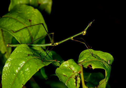 Paraproscopia riedei, Sani Lodge, Ecuador Nature finally did it! It evolved the perfect creature.
https://www.jungledragon.com/image/130743/paraproscopia_riedei_-_frontal_sani_lodge_ecuador.html
https://www.jungledragon.com/image/130742/paraproscopia_riedei_-_portrait_sani_lodge_ecuador.html
https://www.jungledragon.com/image/130741/paraproscopia_riedei_-_eyes_sani_lodge_ecuador.html
Its simple-minded cousin from Colombia:

https://www.jungledragon.com/image/69492/stick_grasshopper_apioscelis_bulbosa_-_frontal_orito_colombia.html Ecuador,Ecuador 2021,Geotagged,Paraproscopia riedei,Sani Lodge,South America,Spring,World,Yasuni National Park