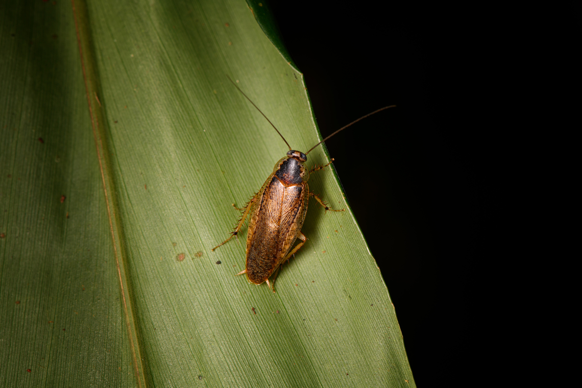 Cock roach (Chorisoneura), Sani Lodge, Ecuador  Ecuador,Ecuador 2021,Geotagged,Sani Lodge,South America,Spring,World,Yasuni National Park