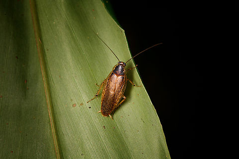 Cock roach (Chorisoneura), Sani Lodge, Ecuador  Ecuador,Ecuador 2021,Geotagged,Sani Lodge,South America,Spring,World,Yasuni National Park