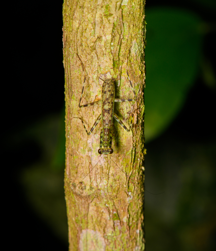 Mayan Lichen Mantis, Sani Lodge, Ecuador Lichen mantises show a different hunting behavior compared to typical mantises. They actively chase prey, instead of using the stationary ambush tactic. Ecuador,Ecuador 2021,Geotagged,Liturgusa maya,Sani Lodge,South America,Spring,World,Yasuni National Park