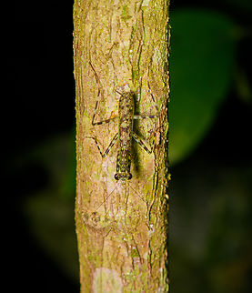 Mayan Lichen Mantis, Sani Lodge, Ecuador Lichen mantises show a different hunting behavior compared to typical mantises. They actively chase prey, instead of using the stationary ambush tactic. Ecuador,Ecuador 2021,Geotagged,Liturgusa maya,Sani Lodge,South America,Spring,World,Yasuni National Park