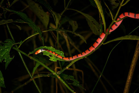 Tropical flat snake / Red Vine Snake , Sani Lodge, Ecuador  Ecuador,Ecuador 2021,Geotagged,Sani Lodge,Siphlophis compressus,South America,Spring,Tropical flat snake,World,Yasuni National Park