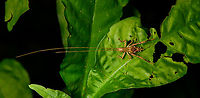 Katydid, Sani Lodge, Ecuador https://www.jungledragon.com/image/130818/katydid_-_closeup_sani_lodge_ecuador.html Ecuador,Ecuador 2021,Geotagged,Sani Lodge,South America,Spring,World,Yasuni National Park