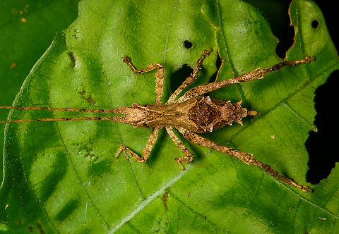 Katydid - closeup, Sani Lodge, Ecuador https://www.jungledragon.com/image/130817/katydid_sani_lodge_ecuador.html Ecuador,Ecuador 2021,Geotagged,Sani Lodge,South America,Spring,World,Yasuni National Park