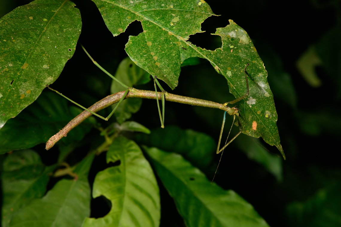 Large stick insect feeding, Sani Lodge, Ecuador  Ecuador,Ecuador 2021,Geotagged,Sani Lodge,South America,Spring,World,Yasuni National Park