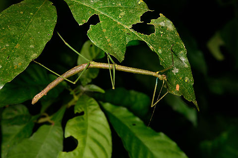Large stick insect feeding, Sani Lodge, Ecuador  Ecuador,Ecuador 2021,Geotagged,Sani Lodge,South America,Spring,World,Yasuni National Park