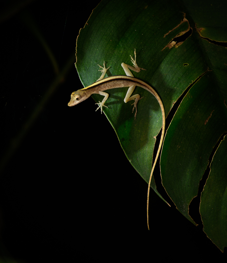 Brown-eared Anole, Sani Lodge, Ecuador  Anolis fuscoauratus,Ecuador,Ecuador 2021,Geotagged,Sani Lodge,Slender Amazon anole,South America,Spring,World,Yasuni National Park