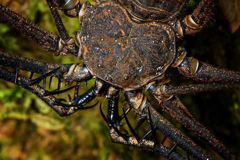 Heterophrynus batesii - closeup, Sani Lodge, Ecuador https://www.jungledragon.com/image/130822/heterophrynus_batesii_sani_lodge_ecuador.html Ecuador,Ecuador 2021,Geotagged,Heterophrynus batesii,Sani Lodge,South America,Spring,World,Yasuni National Park