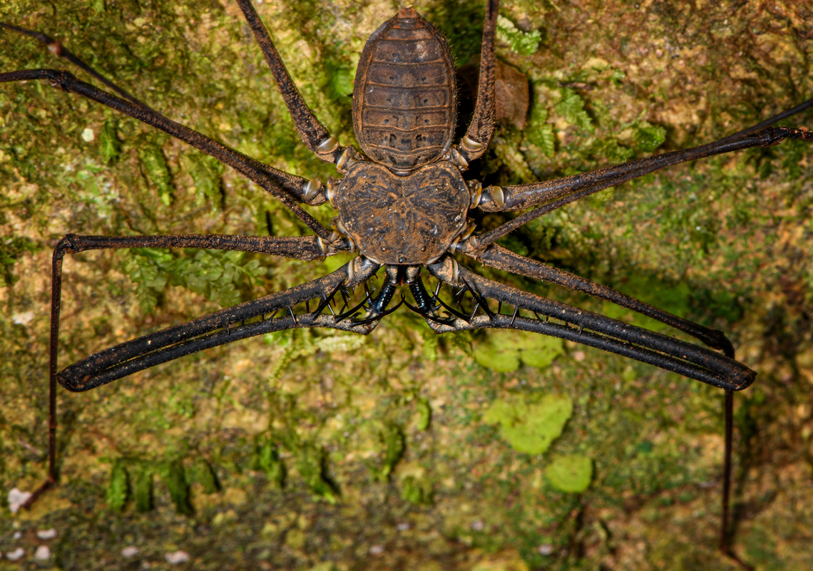 Heterophrynus batesii, Sani Lodge, Ecuador <figure class="photo"><a href="https://www.jungledragon.com/image/130821/heterophrynus_batesii_-_closeup_sani_lodge_ecuador.html" title="Heterophrynus batesii - closeup, Sani Lodge, Ecuador"><img src="https://s3.amazonaws.com/media.jungledragon.com/images/2/130821_thumb.jpg?AWSAccessKeyId=05GMT0V3GWVNE7GGM1R2&Expires=1759968010&Signature=4rGtlhJFJpsiMvDZKy3%2BGLHSDmQ%3D" width="200" height="134" alt="Heterophrynus batesii - closeup, Sani Lodge, Ecuador https://www.jungledragon.com/image/130822/heterophrynus_batesii_sani_lodge_ecuador.html Ecuador,Ecuador 2021,Geotagged,Heterophrynus batesii,Sani Lodge,South America,Spring,World,Yasuni National Park" /></a></figure> Ecuador,Ecuador 2021,Geotagged,Heterophrynus batesii,Sani Lodge,South America,Spring,World,Yasuni National Park