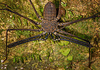 Heterophrynus batesii, Sani Lodge, Ecuador https://www.jungledragon.com/image/130821/heterophrynus_batesii_-_closeup_sani_lodge_ecuador.html Ecuador,Ecuador 2021,Geotagged,Heterophrynus batesii,Sani Lodge,South America,Spring,World,Yasuni National Park