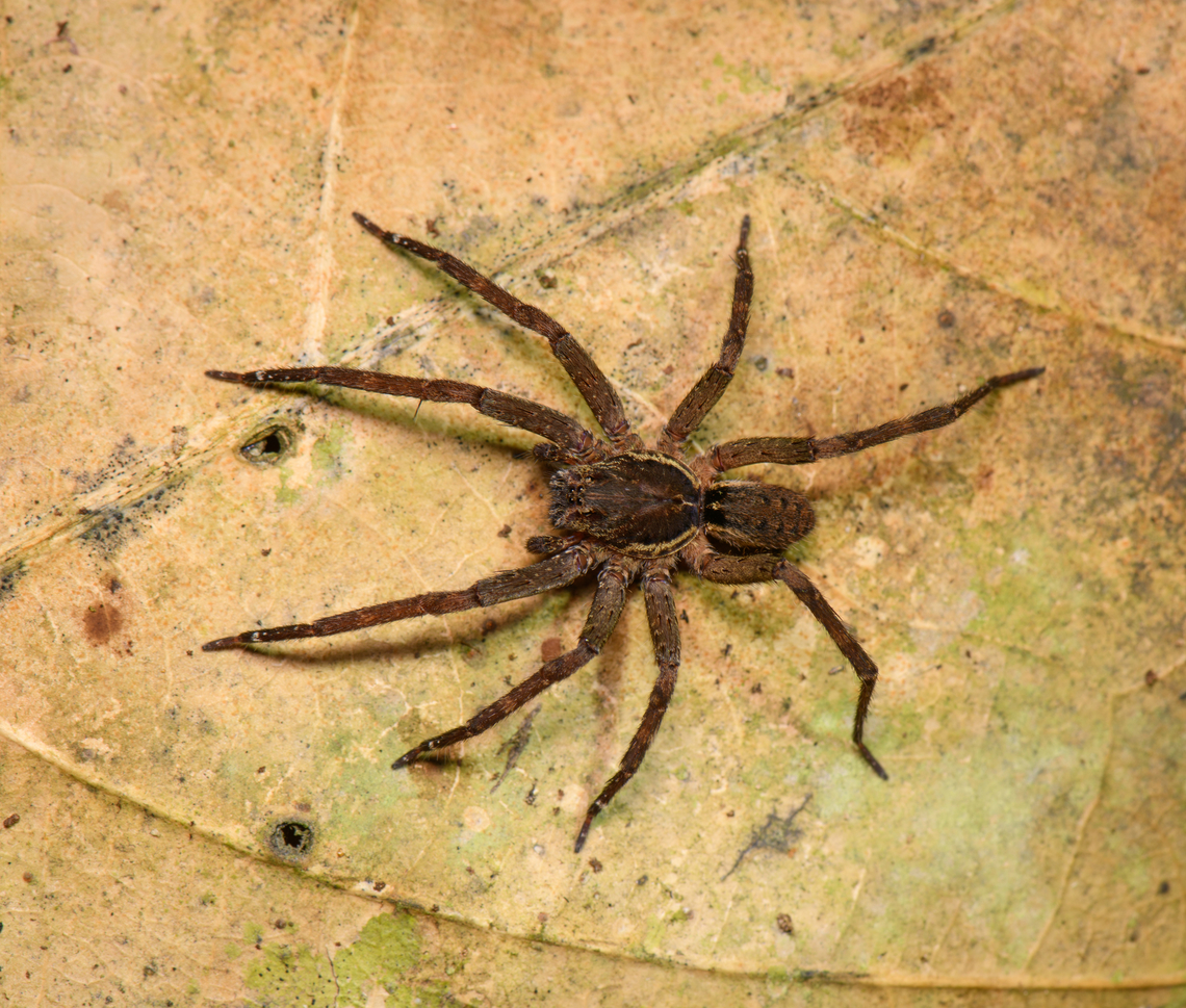 Wandering spider, Sani Lodge, Ecuador  Ecuador,Ecuador 2021,Geotagged,Sani Lodge,South America,Spring,World,Yasuni National Park