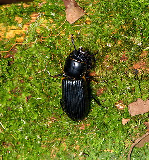 Scarab beetle, Sani Lodge, Ecuador Possibly genus Odontotaenius. Ecuador,Ecuador 2021,Geotagged,Sani Lodge,South America,Spring,World,Yasuni National Park