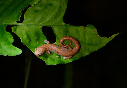 Peruvian Climbing Salamander, Sani Lodge, Ecuador  Bolitoglossa peruviana,Ecuador,Ecuador 2021,Geotagged,Peruvian Climbing Salamander,Sani Lodge,South America,Spring,World,Yasuni National Park