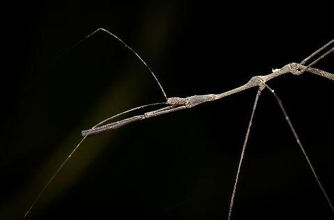 Ghilianella puncticauda, Sani Lodge, Ecuador Extremely thin and oddly-shaped. I was considering that it's perhaps an assassin bug mimicking a stick insect, but I don't think that theory holds much ground.
https://www.jungledragon.com/image/130827/stick_insect_sani_lodge_ecuador.html
Update: my theory was not far off, it turns out to be a "thread-legged bug", which is a distinct subfamily of assassin bugs that very much look like stick insects. Ecuador,Ecuador 2021,Geotagged,Ghilianella puncticauda,Sani Lodge,South America,Spring,World,Yasuni National Park