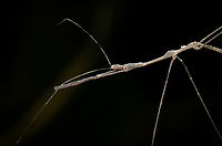 Ghilianella puncticauda, Sani Lodge, Ecuador Extremely thin and oddly-shaped. I was considering that it's perhaps an assassin bug mimicking a stick insect, but I don't think that theory holds much ground.<br />
https://www.jungledragon.com/image/130827/stick_insect_sani_lodge_ecuador.html<br />
Update: my theory was not far off, it turns out to be a "thread-legged bug", which is a distinct subfamily of assassin bugs that very much look like stick insects. Ecuador,Ecuador 2021,Geotagged,Ghilianella puncticauda,Sani Lodge,South America,Spring,World,Yasuni National Park