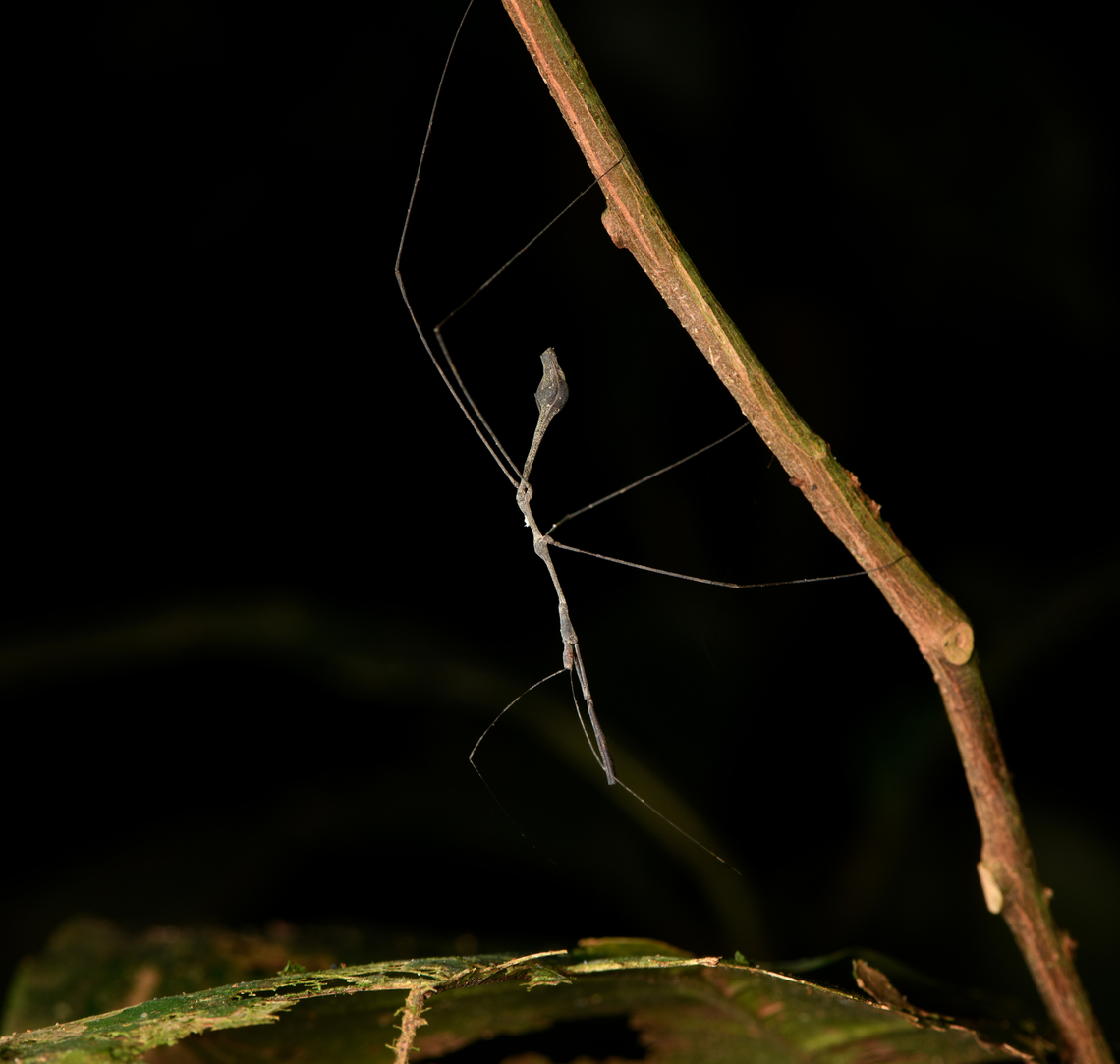 Ghilianella puncticauda - full body, Sani Lodge, Ecuador Extremely thin and oddly-shaped. I was considering that it's perhaps an assassin bug mimicking a stick insect, but I don't think that theory holds much ground.<br />
<figure class="photo"><a href="https://www.jungledragon.com/image/130826/ghilianella_puncticauda_sani_lodge_ecuador.html" title="Ghilianella puncticauda, Sani Lodge, Ecuador"><img src="https://s3.amazonaws.com/media.jungledragon.com/images/2/130826_thumb.jpg?AWSAccessKeyId=05GMT0V3GWVNE7GGM1R2&Expires=1769040010&Signature=5PbfLeFPNamLkB33Ia%2FZEUBFbBk%3D" width="200" height="132" alt="Ghilianella puncticauda, Sani Lodge, Ecuador Extremely thin and oddly-shaped. I was considering that it's perhaps an assassin bug mimicking a stick insect, but I don't think that theory holds much ground.<br />
https://www.jungledragon.com/image/130827/stick_insect_sani_lodge_ecuador.html<br />
Update: my theory was not far off, it turns out to be a "thread-legged bug", which is a distinct subfamily of assassin bugs that very much look like stick insects. Ecuador,Ecuador 2021,Geotagged,Ghilianella puncticauda,Sani Lodge,South America,Spring,World,Yasuni National Park" /></a></figure><br />
Update: my theory was not far off, it turns out to be a "thread-legged bug", which is a distinct subfamily of assassin bugs that very much look like stick insects. Ecuador,Ecuador 2021,Geotagged,Ghilianella puncticauda,Sani Lodge,South America,Spring,World,Yasuni National Park