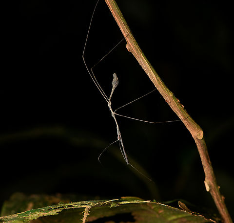 Ghilianella puncticauda - full body, Sani Lodge, Ecuador Extremely thin and oddly-shaped. I was considering that it's perhaps an assassin bug mimicking a stick insect, but I don't think that theory holds much ground.
https://www.jungledragon.com/image/130826/stick_insect_-_closeup_sani_lodge_ecuador.html
Update: my theory was not far off, it turns out to be a "thread-legged bug", which is a distinct subfamily of assassin bugs that very much look like stick insects. Ecuador,Ecuador 2021,Geotagged,Ghilianella puncticauda,Sani Lodge,South America,Spring,World,Yasuni National Park