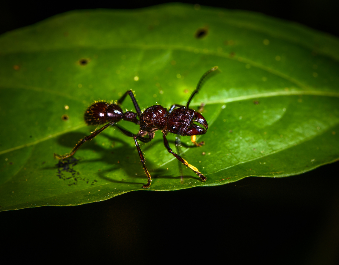 Bullet Ant, Sani Lodge, Ecuador A legendary ant known for delivering one of the most painful stings in the insect world. We've seen it several times during our travels and it never seems particularly interested in delivering pain. It avoids confrontation and even when slightly provoking it, we've never seen even an attempt at a sting.<br />
<br />
Still, it's best to not take any chances and you may of course accidentally disturb it, in particular by stepping on things. Bullet Ant,Ecuador,Ecuador 2021,Geotagged,Paraponera clavata,Sani Lodge,South America,Spring,World,Yasuni National Park
