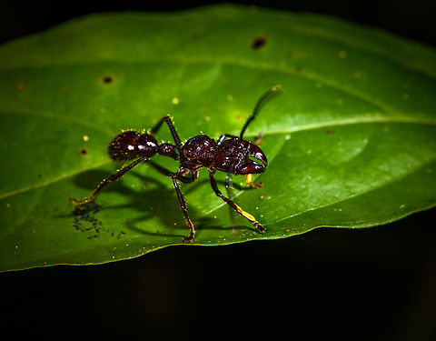 Bullet Ant, Sani Lodge, Ecuador A legendary ant known for delivering one of the most painful stings in the insect world. We've seen it several times during our travels and it never seems particularly interested in delivering pain. It avoids confrontation and even when slightly provoking it, we've never seen even an attempt at a sting.

Still, it's best to not take any chances and you may of course accidentally disturb it, in particular by stepping on things. Bullet Ant,Ecuador,Ecuador 2021,Geotagged,Paraponera clavata,Sani Lodge,South America,Spring,World,Yasuni National Park
