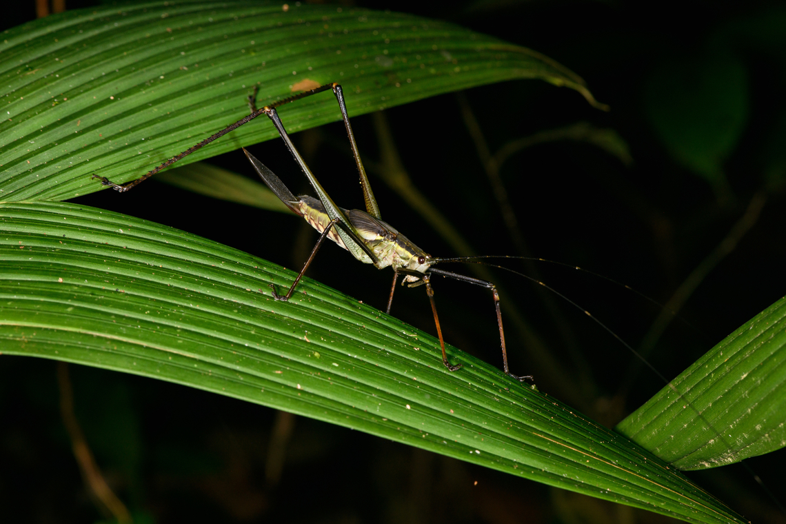 Large katydid, Sani Lodge, Ecuador  Ecuador,Ecuador 2021,Geotagged,Sani Lodge,South America,Spring,World,Yasuni National Park