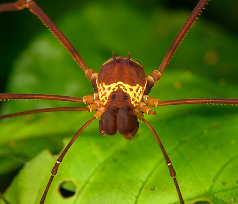 Meterginus serratus - closeup, Sani Lodge, Ecuador https://www.jungledragon.com/image/130830/meterginus_serratus_-_closeup_sani_lodge_ecuador.html Ecuador,Ecuador 2021,Geotagged,Meterginus serratus,Sani Lodge,South America,Spring,World,Yasuni National Park