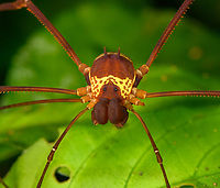 Meterginus serratus - closeup, Sani Lodge, Ecuador https://www.jungledragon.com/image/130830/meterginus_serratus_-_closeup_sani_lodge_ecuador.html Ecuador,Ecuador 2021,Geotagged,Meterginus serratus,Sani Lodge,South America,Spring,World,Yasuni National Park