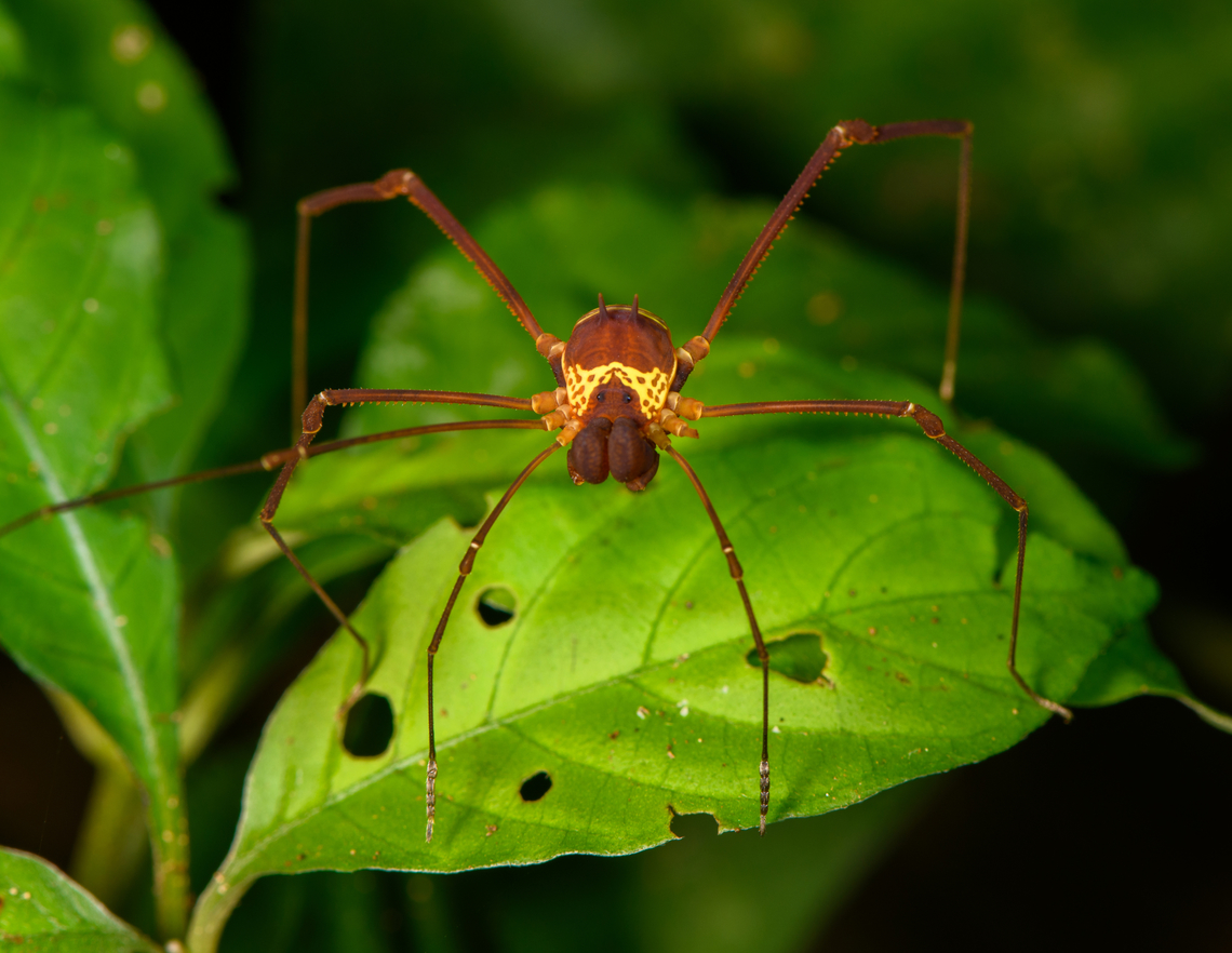 Meterginus serratus, Sani Lodge, Ecuador <figure class="photo"><a href="https://www.jungledragon.com/image/130830/meterginus_serratus_-_closeup_sani_lodge_ecuador.html" title="Meterginus serratus - closeup, Sani Lodge, Ecuador"><img src="https://s3.amazonaws.com/media.jungledragon.com/images/2/130830_thumb.jpg?AWSAccessKeyId=05GMT0V3GWVNE7GGM1R2&Expires=1767225610&Signature=NKeQvCO2cwJyjMUzZBQQlq8RCCM%3D" width="200" height="172" alt="Meterginus serratus - closeup, Sani Lodge, Ecuador https://www.jungledragon.com/image/130830/meterginus_serratus_-_closeup_sani_lodge_ecuador.html Ecuador,Ecuador 2021,Geotagged,Meterginus serratus,Sani Lodge,South America,Spring,World,Yasuni National Park" /></a></figure> Ecuador,Ecuador 2021,Geotagged,Meterginus serratus,Sani Lodge,South America,Spring,World,Yasuni National Park