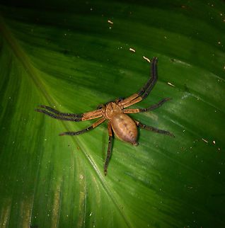 Huntsman spider, Sani Lodge, Ecuador  Ecuador,Ecuador 2021,Geotagged,Sadala rufa,Sani Lodge,South America,Spring,World,Yasuni National Park