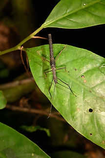 Stick insect on leaf, Sani Lodge, Ecuador  Ecuador,Ecuador 2021,Geotagged,Sani Lodge,South America,Spring,World,Yasuni National Park