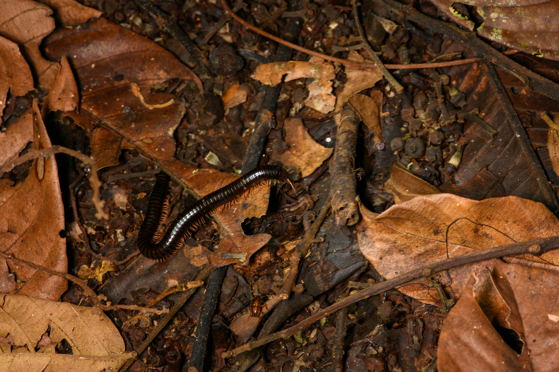 Black millipede on the move, Sani Lodge, Ecuador  Ecuador,Ecuador 2021,Geotagged,Sani Lodge,South America,Spring,World,Yasuni National Park