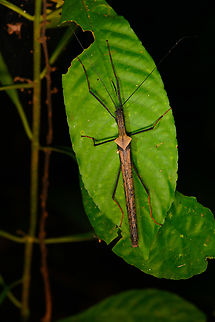 Pseudophasma bispinosum on leaf, Sani Lodge, Ecuador Second individual found during the same night tour. Ecuador,Ecuador 2021,Geotagged,Pseudophasma bispinosum,Sani Lodge,South America,Spring,World,Yasuni National Park